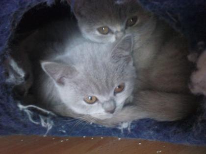 Kuschelbären