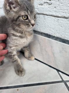 Bkh Mix Kitte, Hunde gewöhnt