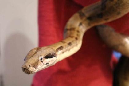 Kaiserboa / Boa Constrictor Imperator Sunglow mit Terrarium