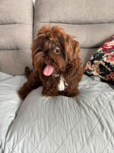 Shih-tzu Rüde
