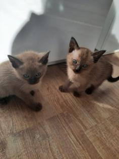 Tonkanese Kitten -650, 00 Euro VB