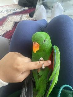 Dringend Edelpapagei