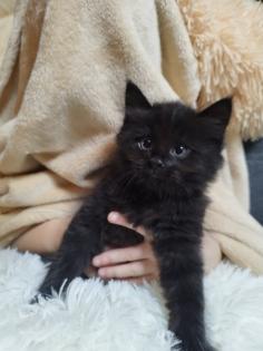 Sibirische Katze Waldkatze Katzen Babys