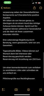 9 Süße Chihuahua Welpen