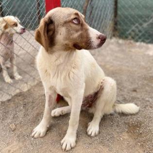 Hazel / Status sucht ein zu Hause