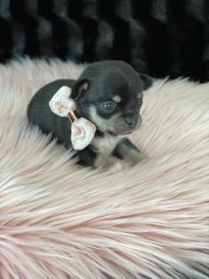 Wunderschöne Reinrassige Chihuahua Welpen Weibchen