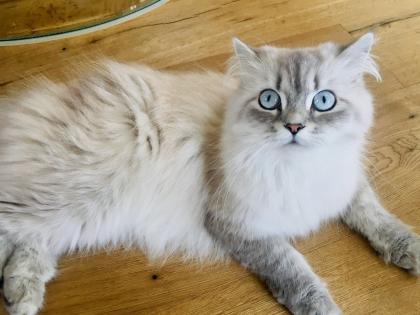 Wurfankündigung Perser Kitten im Mai