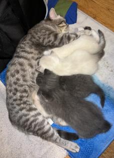 BKH Kitten Weibchen