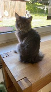 Norwegische Waldkatze Mädchen