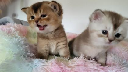 Bkh Kitten in seltener Farben. Stammbaum