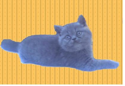 Exotic shorthair kitten