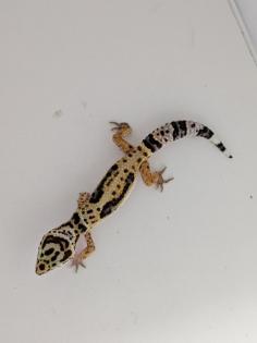 Leopardgeckos / Geckos aus Rostock