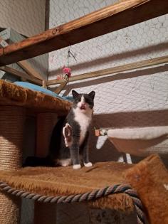 Auf der Suche nach einem liebevollen Zuhause Zwei besondere Katzen suchen gemeinsam ein neues Zuhau