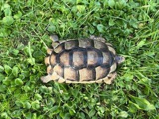 Schildkröten 2 Breitbandschildis abzugeben