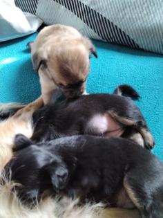 Chihuahua welpe sucht neues zuhause