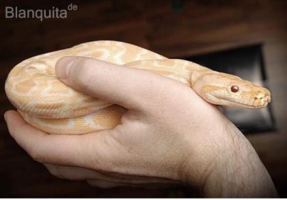 Python wegen Umzug nach Bayern abzugeben.