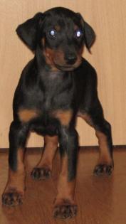 Dobermann welpen