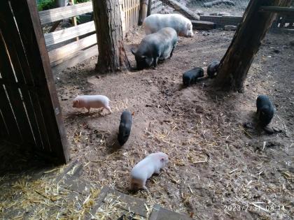 Minischweine siehe Beschreibung