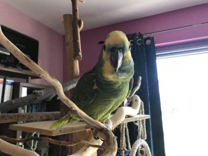 Amazonen Pärchen