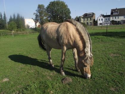 Lieber Norweger Wallach sucht Reitbeteiligung