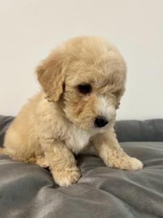 Maltipoo F1b Welpen