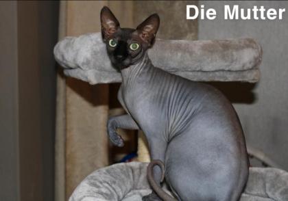 Kanadische Sphynx Katzenbabys