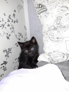 Katzenbabys Mix
