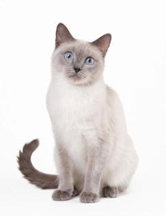 Suche siam deckkater für siam katze