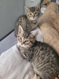 BKH Mix Kitten suchen neuen Kuschel Partner