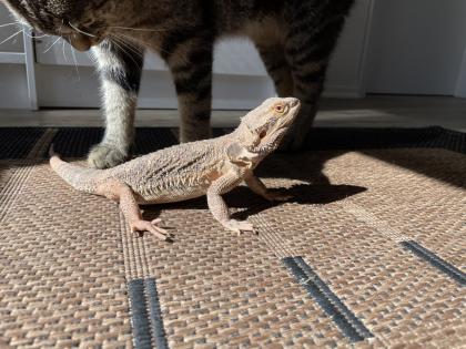 Zwergbartagame männlich
