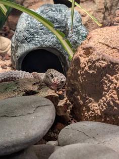 Zwei Leopardgeckos abzugeben