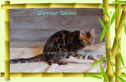 Cahsmere Bengal Kater sehr lieb pfiffig Evtl. sogar mit Zuchtfreigabe