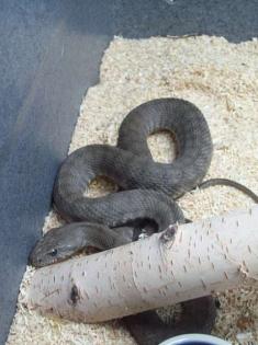 Münzennatter Hemorrhois Coluber nummifer
