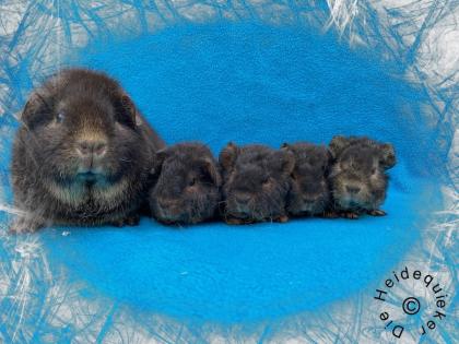 US Teddy Meerschweinchen, Kastrate und Erzieherschweinchen zur Abgabe