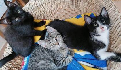 Hauskatze Katzenkinder Katze Kater Kitten