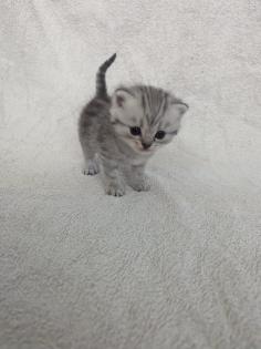 Sechs süße BKH Kitten geb. 06. 05. 23 suchen ab Ende Juli ein neues Zuhause