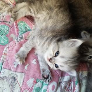 Perser Kitten geimpft und entwurmt