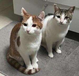 LINO - männlich 2 Jahre europäische Kurzhaarkatze Gechipt Kastriert