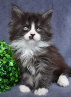 Maine Coon Babys