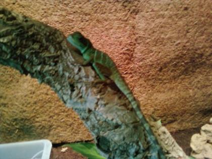 Wasseragame abzugeben