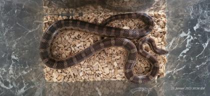 Kornnatter, 2. 0, Pantherophis guttatus, Terrarium 80x80x150 cm