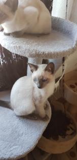 Siam / Thai Kitten Blue Point, Babys, Kätzchen. 1 Junge. Abgabebereit.