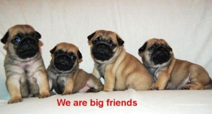 Mops Welpen mit Papiere