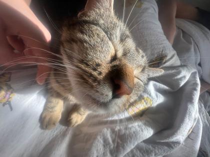 Katzen im Doppelpack