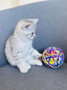 BKH Kitten, Silver Shaded, Stammbaum