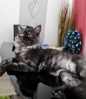 Deckkater MaiCoon Perser Mischling