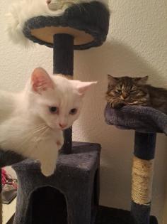 Katzenbabys, Norweger-Bkh Mix