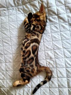 Bengal Kitten mit Stammbaum