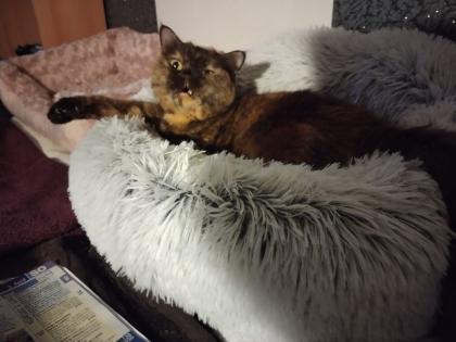 2 Süße Hauskatzen schweren Herzen abzugeben