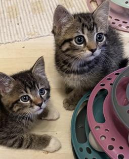 Süße verschmuste Britisch Kurzhaar, Britisch Langhaar und mix Kitten Katzenbabys aus liebevoller